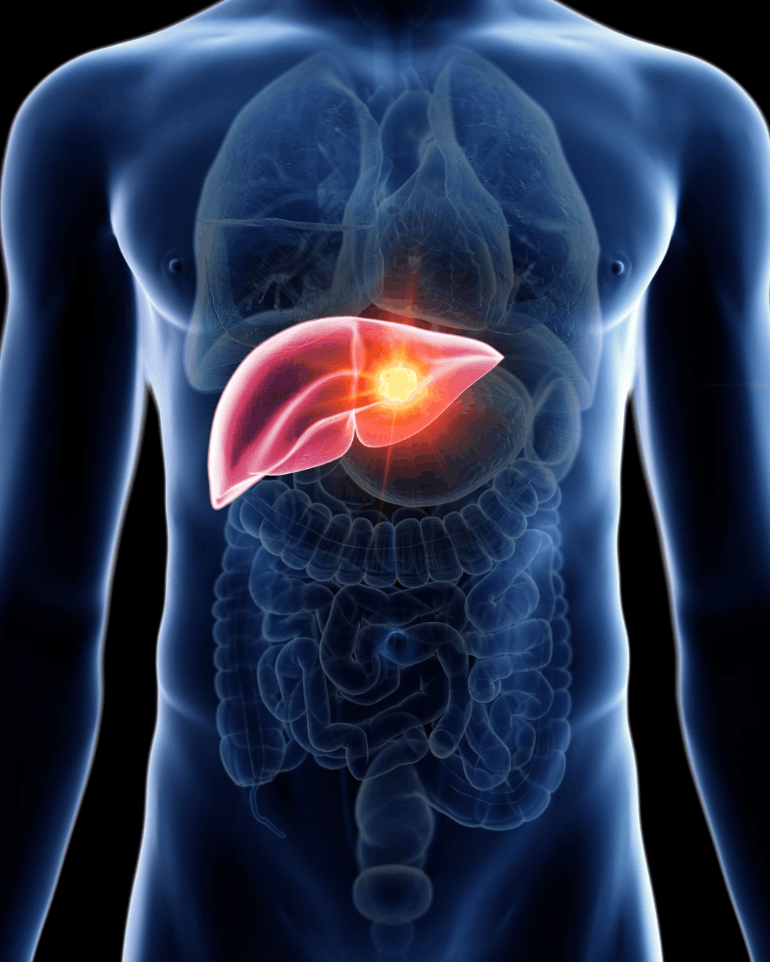 Liver Health icon